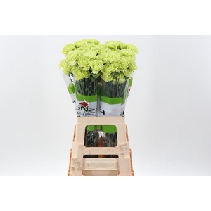 Di St Marty/ Donker Groen