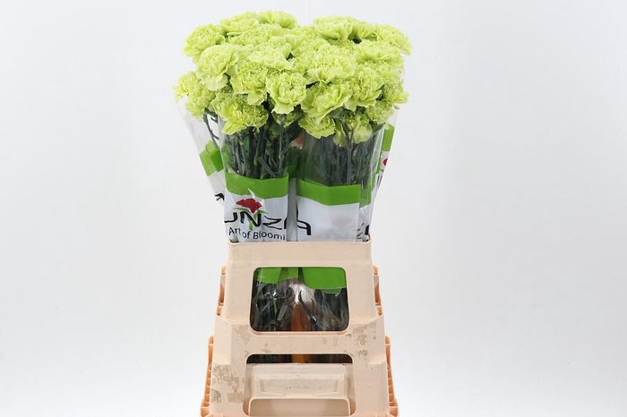 <h4>Di St Marty/ Donker Groen</h4>