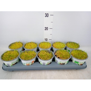 Hordeum sp.   ...kattegras zaai