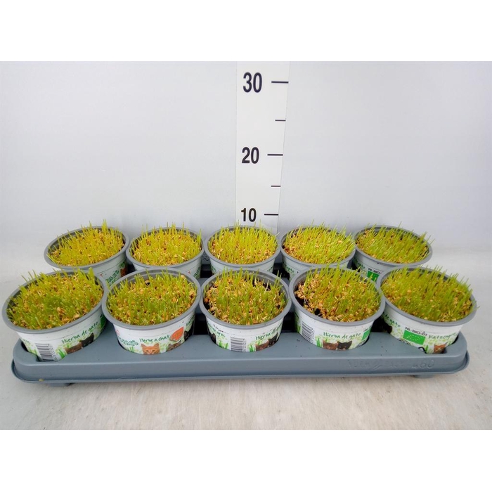 <h4>Hordeum sp. ...kattegras zaai</h4>