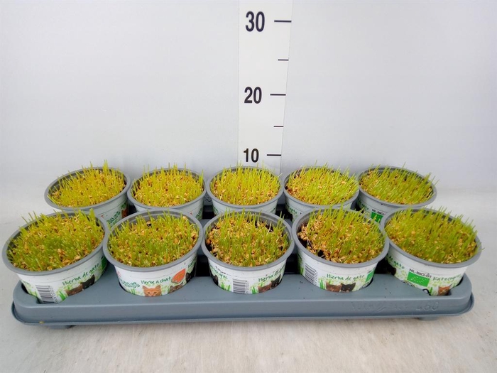 Hordeum sp.   ...kattegras zaai