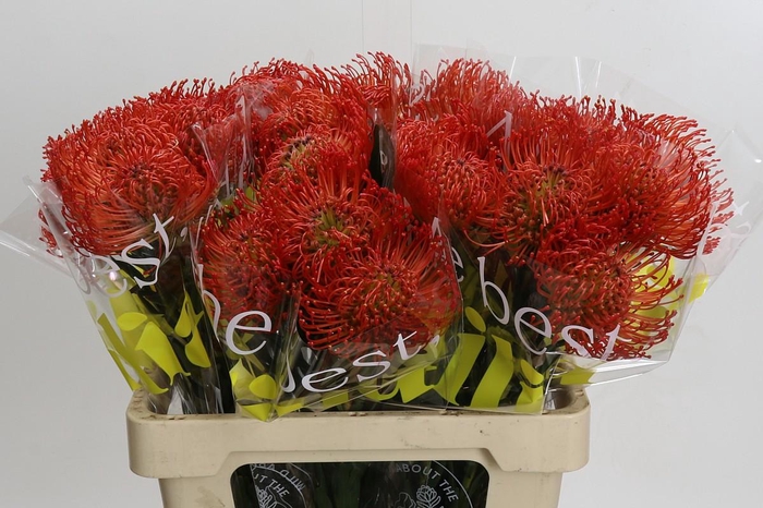 <h4>Nutans Succession</h4>