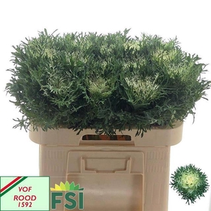 BRASS CRANE FEA SNOW