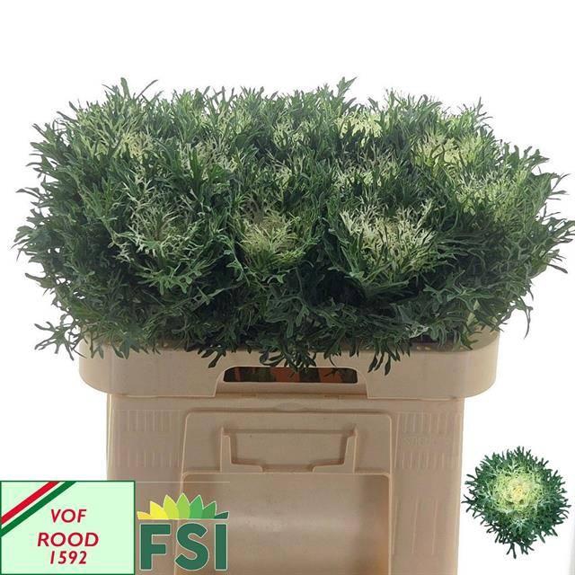 <h4>BRASS CRANE FEA SNOW</h4>