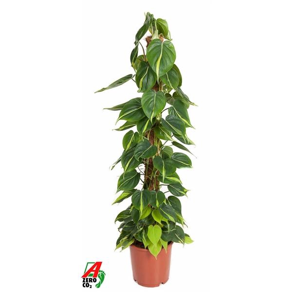 <h4>Philodendron scandens 'Brasil'</h4>