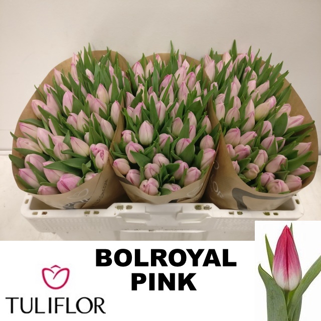 <h4>TU EN BOLROYAL PINK</h4>