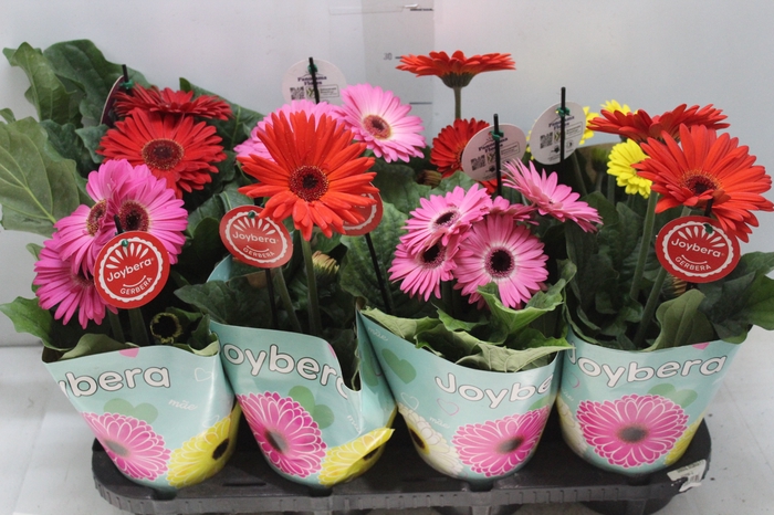 <h4>GERBERA P14 MIN 3 FLS</h4>