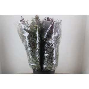 Mimosa Baleana P Bunch