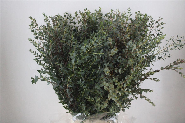 <h4>Euca Parvifolia 400gr P Bunch</h4>