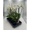 Phal Umbrella Wit 2 Tak