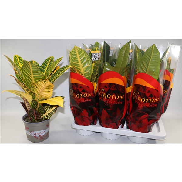 <h4>Croton Mix Excellent en Petra in Design hoes "Sunshiners®"</h4>