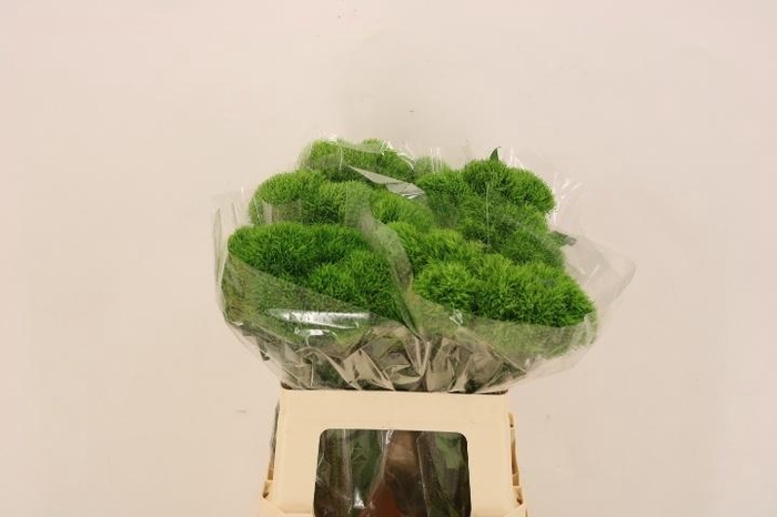 <h4>Di Barb Kiwi Mellow</h4>