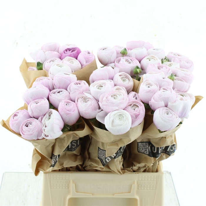 <h4>Ran Su Sr Nebbia Extra</h4>