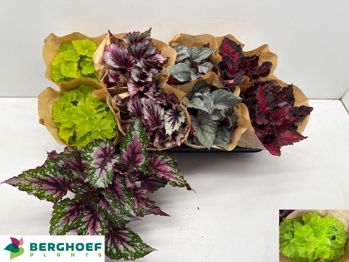 <h4>BEG BEL GEM</h4>