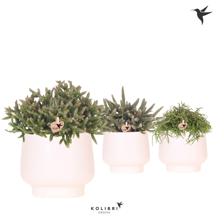 <h4>Kolibri Greens Rhipsalis mix in Scandic pot white</h4>