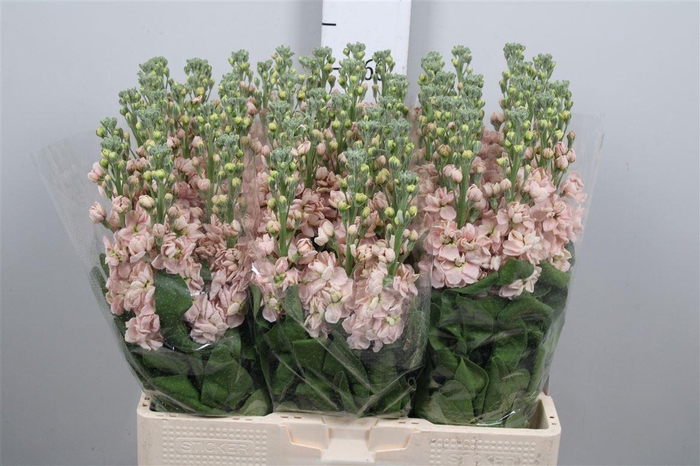 <h4>Matth Milla Salmon</h4>