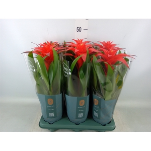 Guzmania  'Calypso'