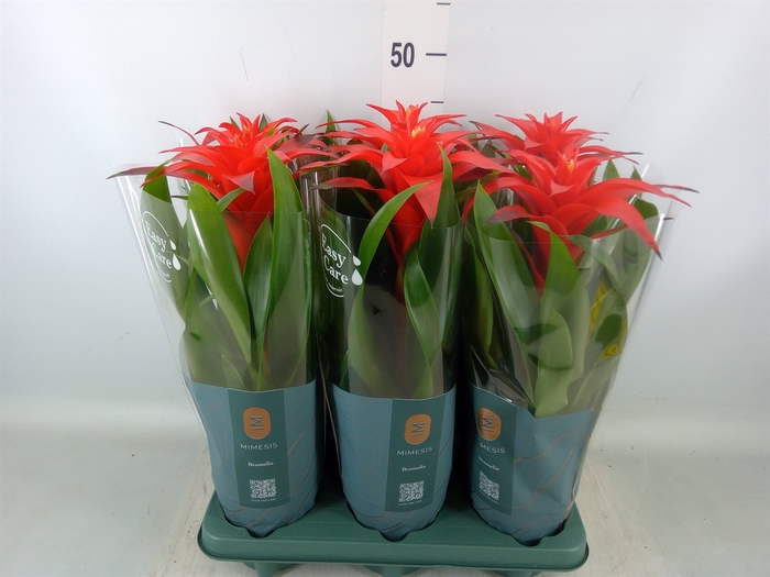 <h4>Guzmania  'Calypso'</h4>