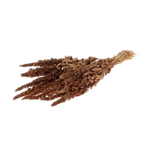 Bunch Amaranthus Slv 200g L60