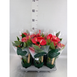 Anthurium andr. 'Aroha'