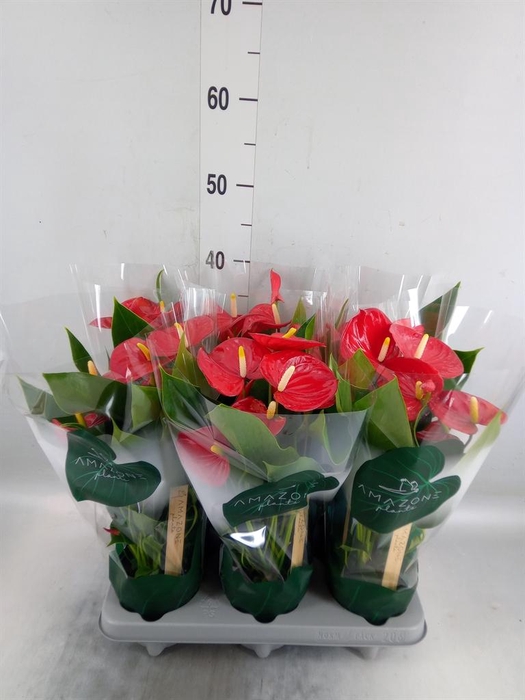 <h4>Anthurium andr. 'Aroha'</h4>