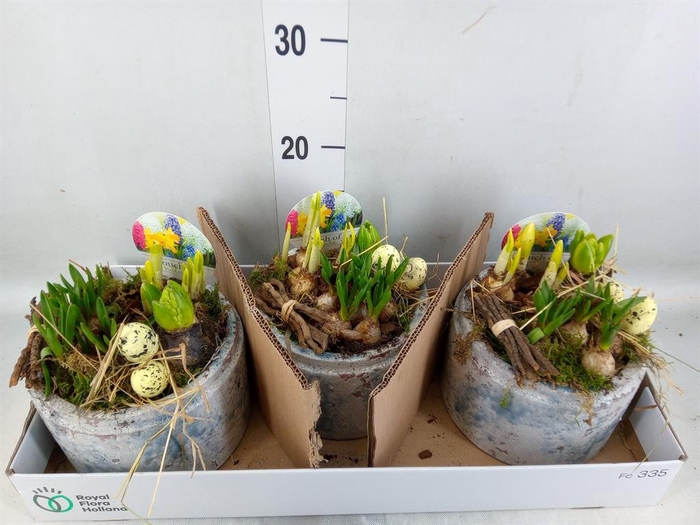 <h4>Arr.   Bol/Knolgewas L%</h4>