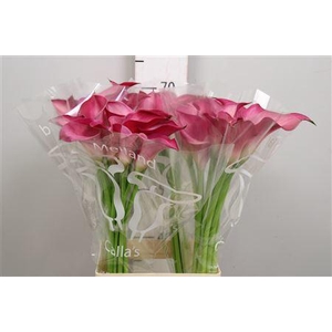 Zant Pink Jewel
