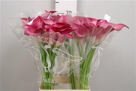 <h4>Zant Pink Jewel</h4>