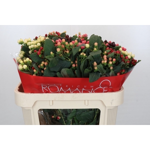 Hypericum Rainbow Romance Spray