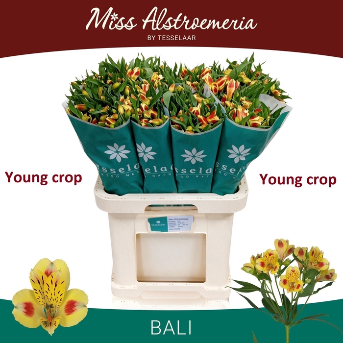<h4>ALSTR BALI</h4>