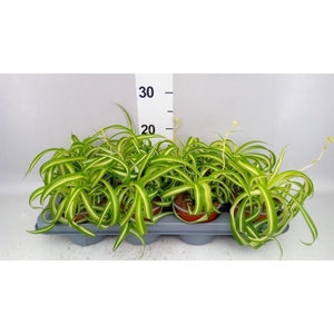 Chlorophytum com. 'Bonnie'