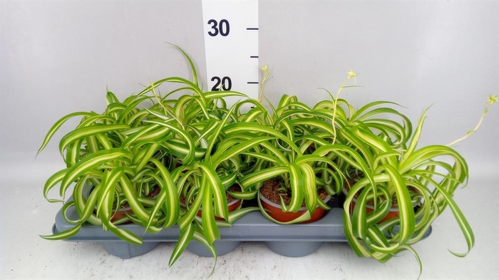 <h4>Chlorophytum com. 'Bonnie'</h4>
