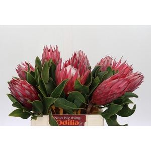 Protea Cynaroides Madiba