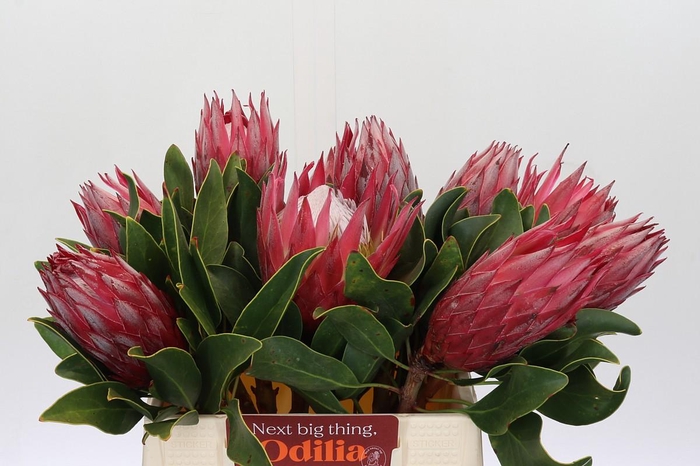 Protea Cynaroides Madiba