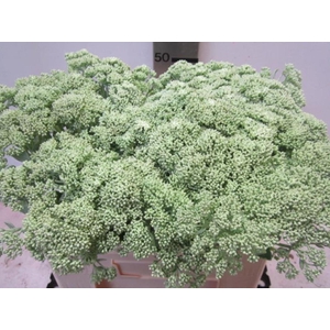 Sedum Licht Groen