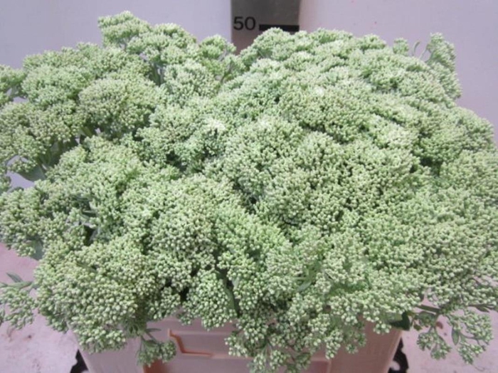 Sedum Licht Groen