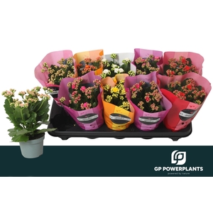 KAL GE PERF GEM 5 KL