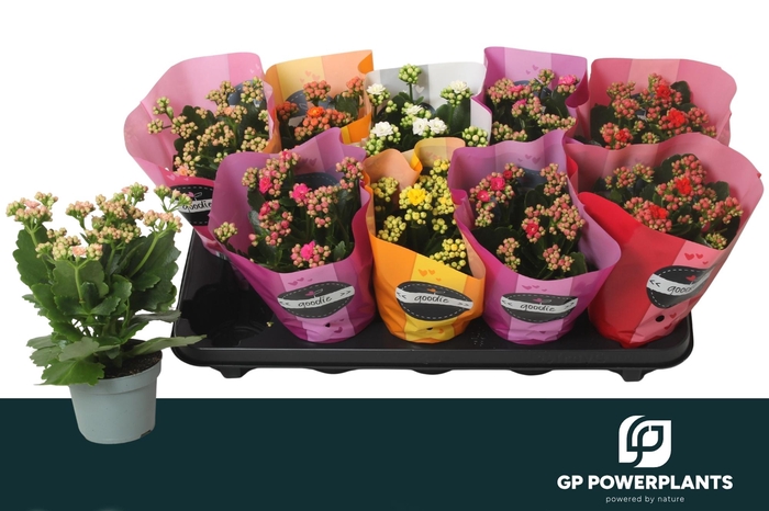 <h4>KAL GE PERF GEM 5 KL</h4>