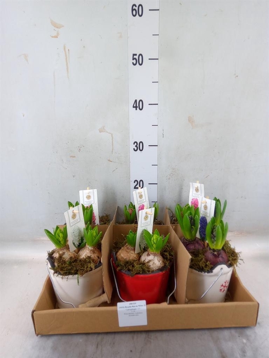 <h4>Arr. Hyacinthus H%</h4>