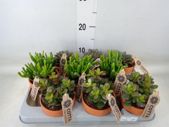 <h4>Succulents ...</h4>