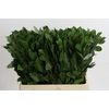 Ruscus Hypophyllum