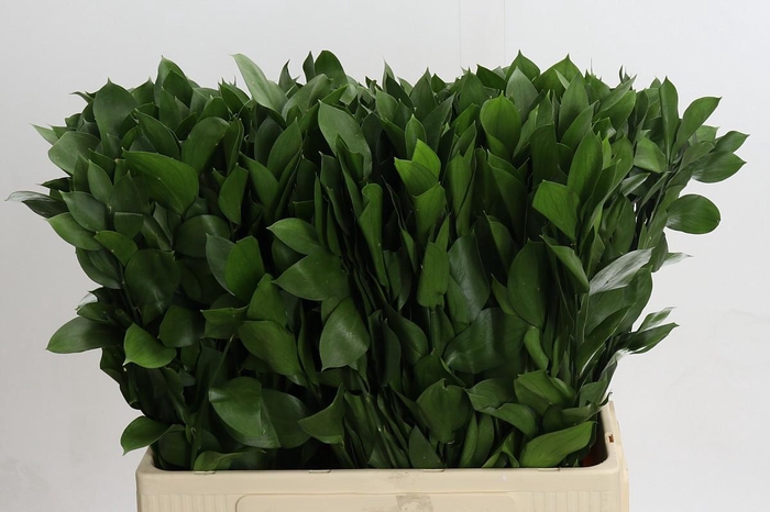 <h4>Ruscus Hypophyllum</h4>