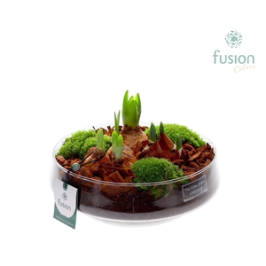 Green Bottle Iris Large met Bollen mix