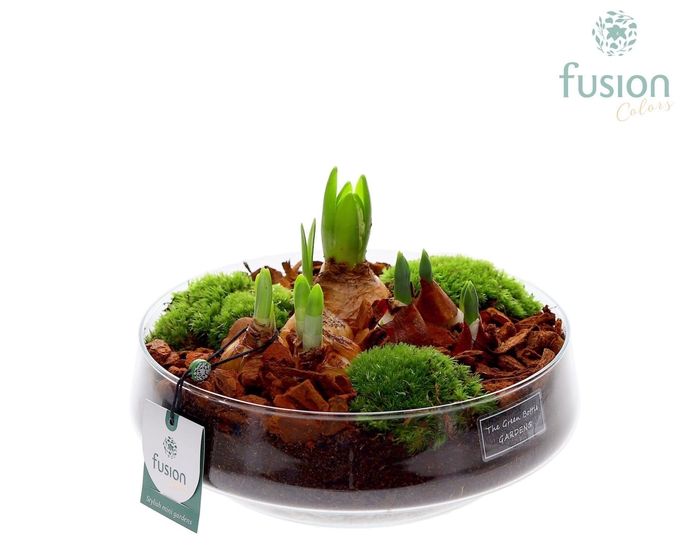 <h4>Green Bottle Iris Large met Bollen mix</h4>