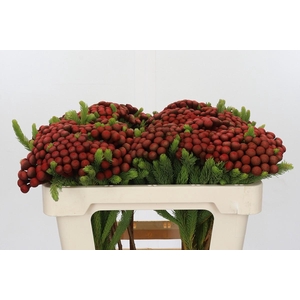 Kaaps Groen Alb. Red