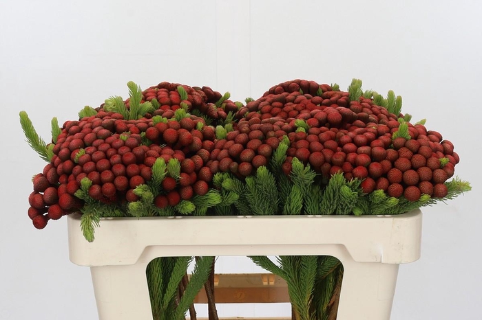 <h4>Kaaps Groen Alb. Red</h4>