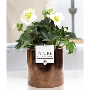 Helleborus n. Christmas Carol in Pure Juliette gold bronze