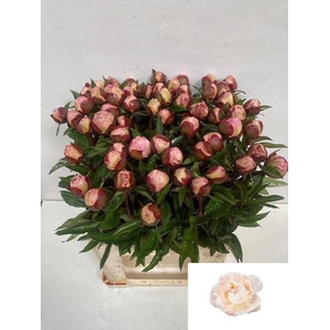 Paeo Gardenia Visser