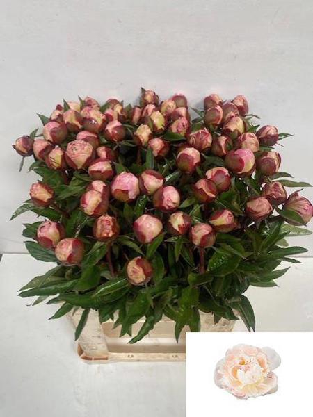 <h4>Paeo Gardenia Visser</h4>