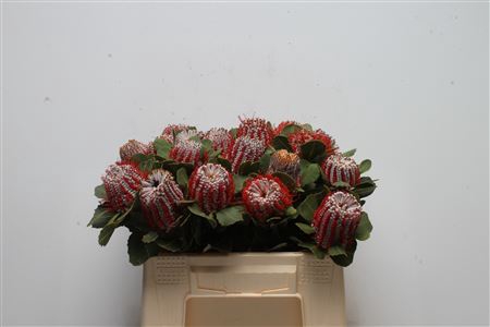 <h4>Banksia Coccinea</h4>